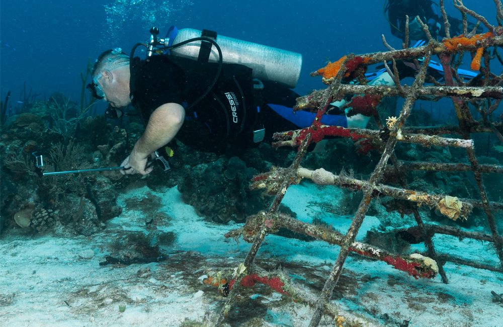 Dominicus Reef